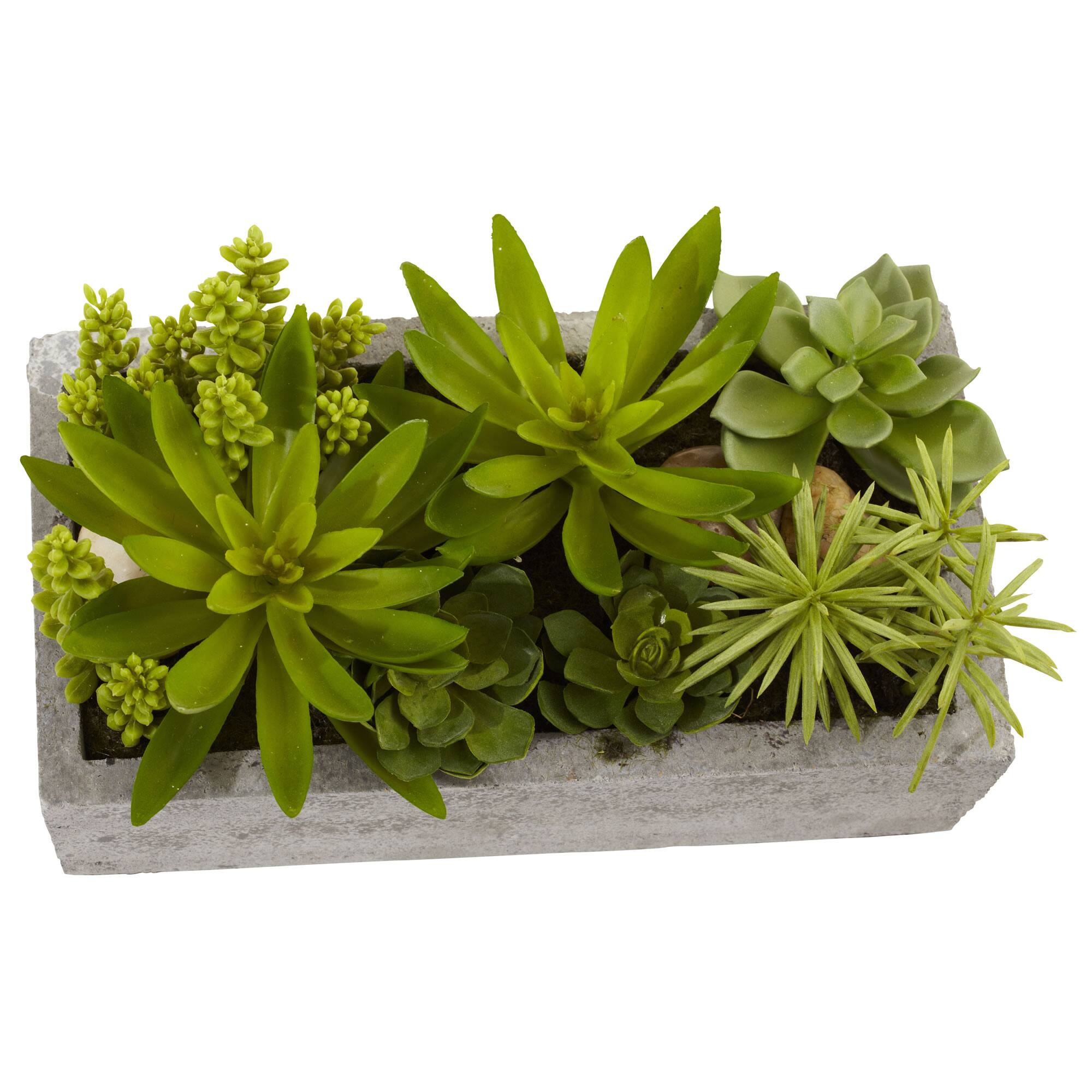 13" Succulent Garden with Concrete Planter
